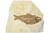 Fossil Fish (Knightia) - Green River Formation #234219-1